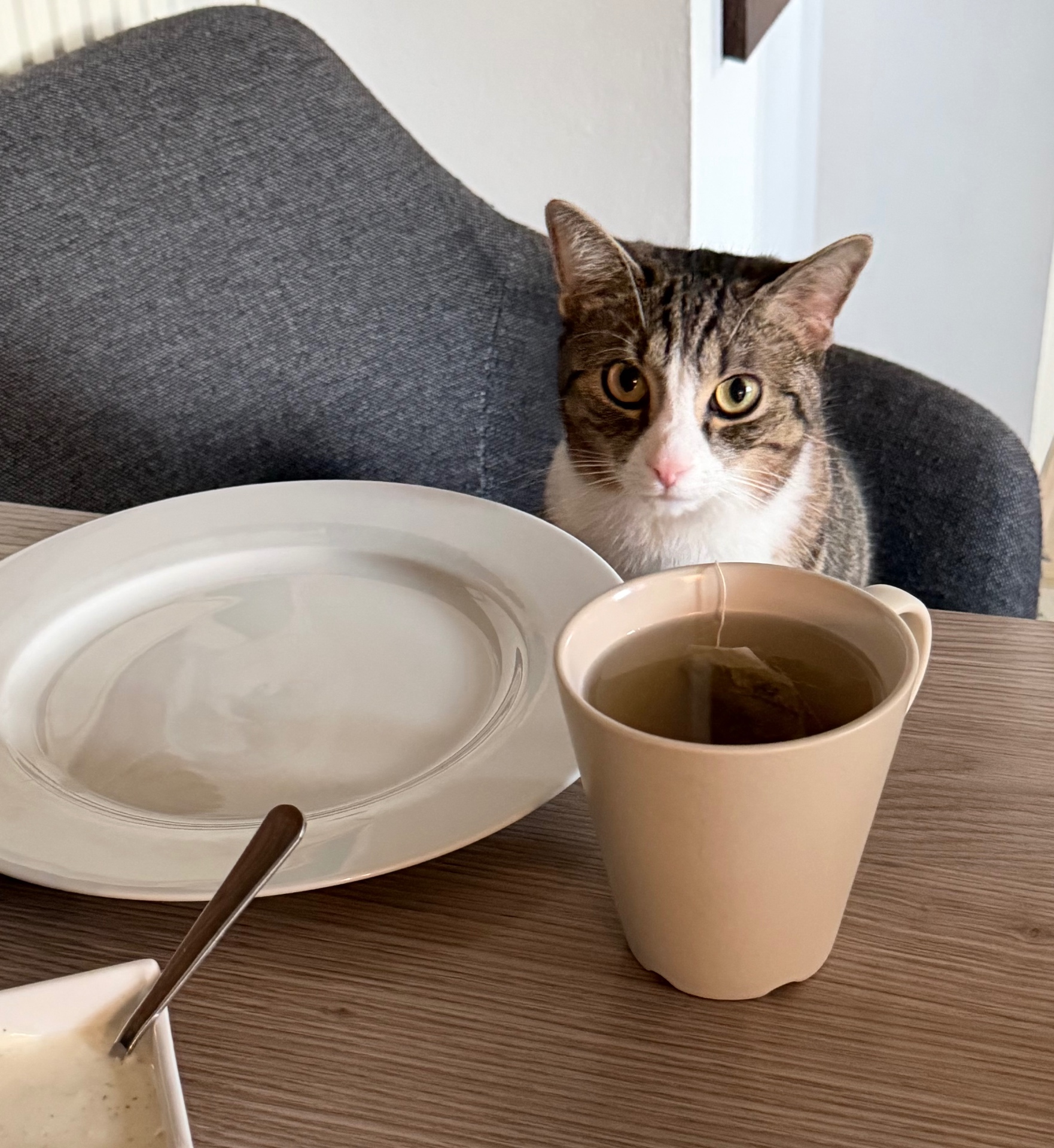 Kater Sammy schaut neugierig über eine Tasse Tee am Esstisch