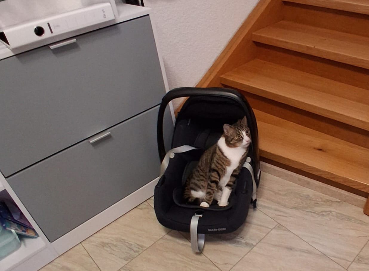 Kater Sammy sitzt gemütlich in einer Babyschale