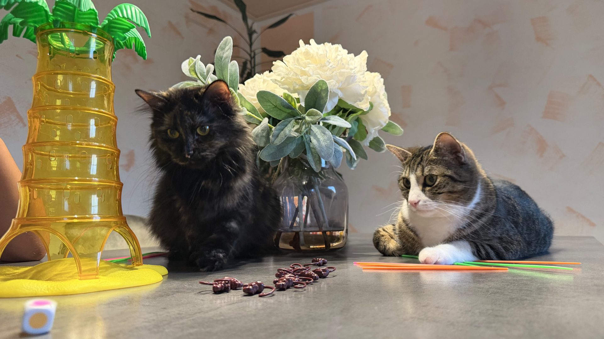 Kater Sammy und Katze Sally liegen entspannt neben Spielsachen
