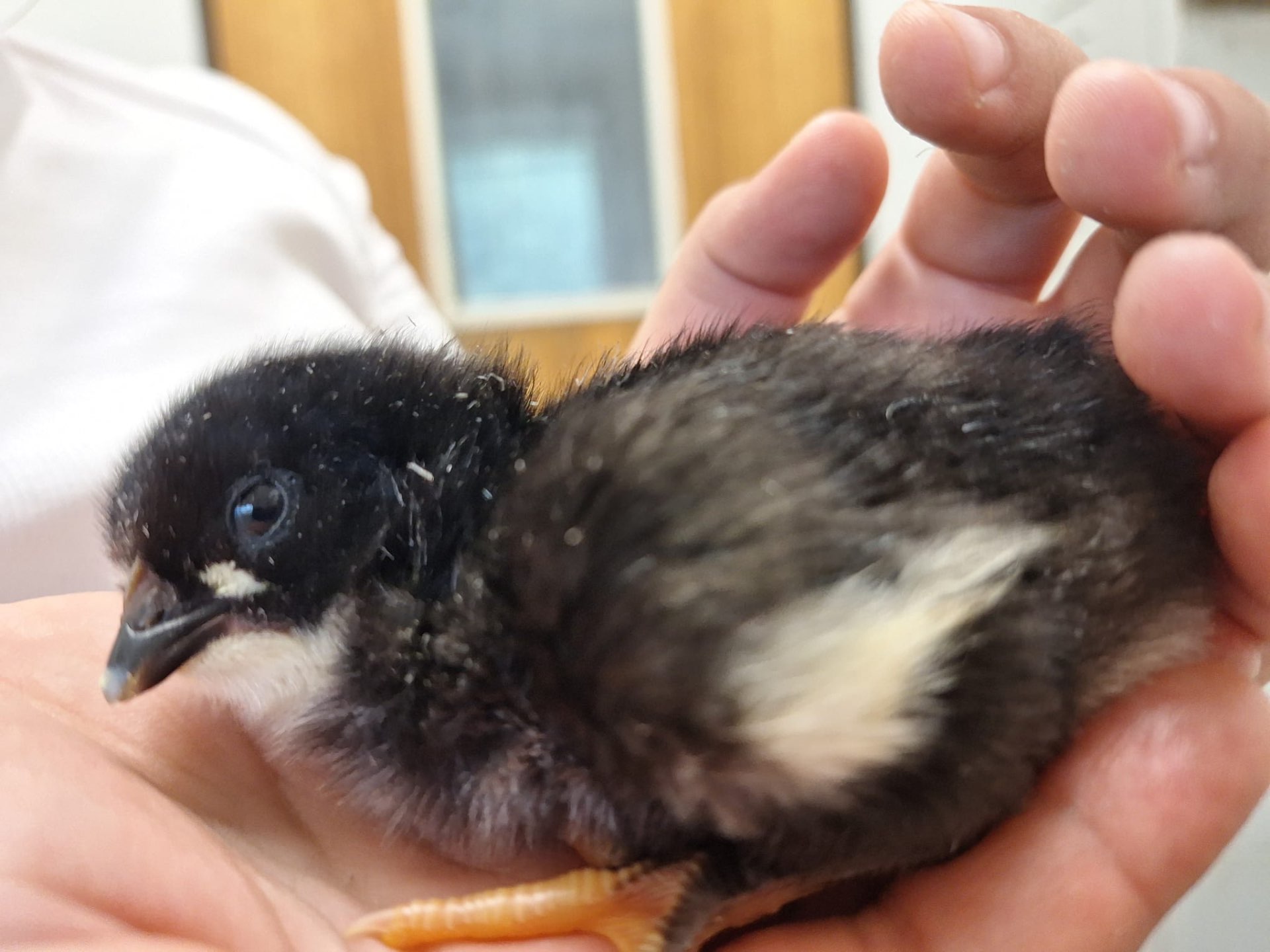 Schwarzes Küken liegt behutsam in einer Kinderhand