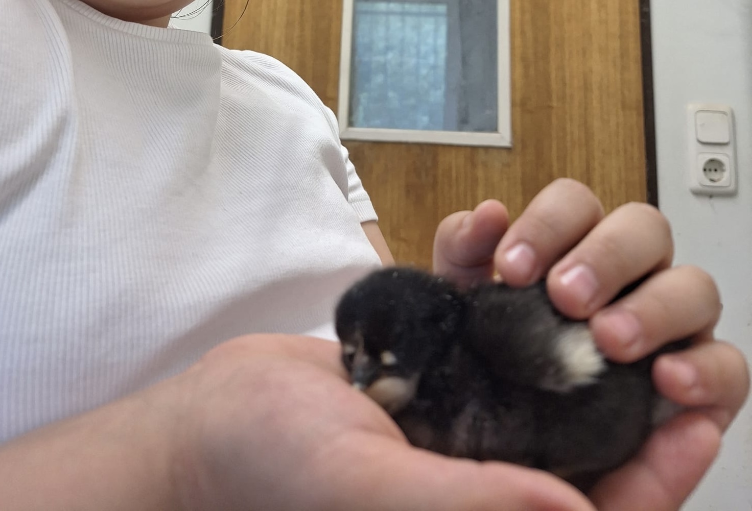 Kind hält vorsichtig ein schwarzes Küken in den Händen