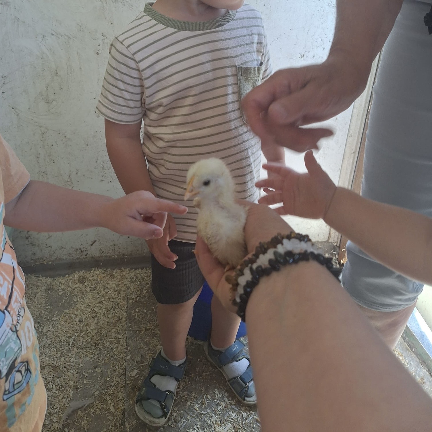Kinder streicheln behutsam ein gelbes Küken auf der Hand