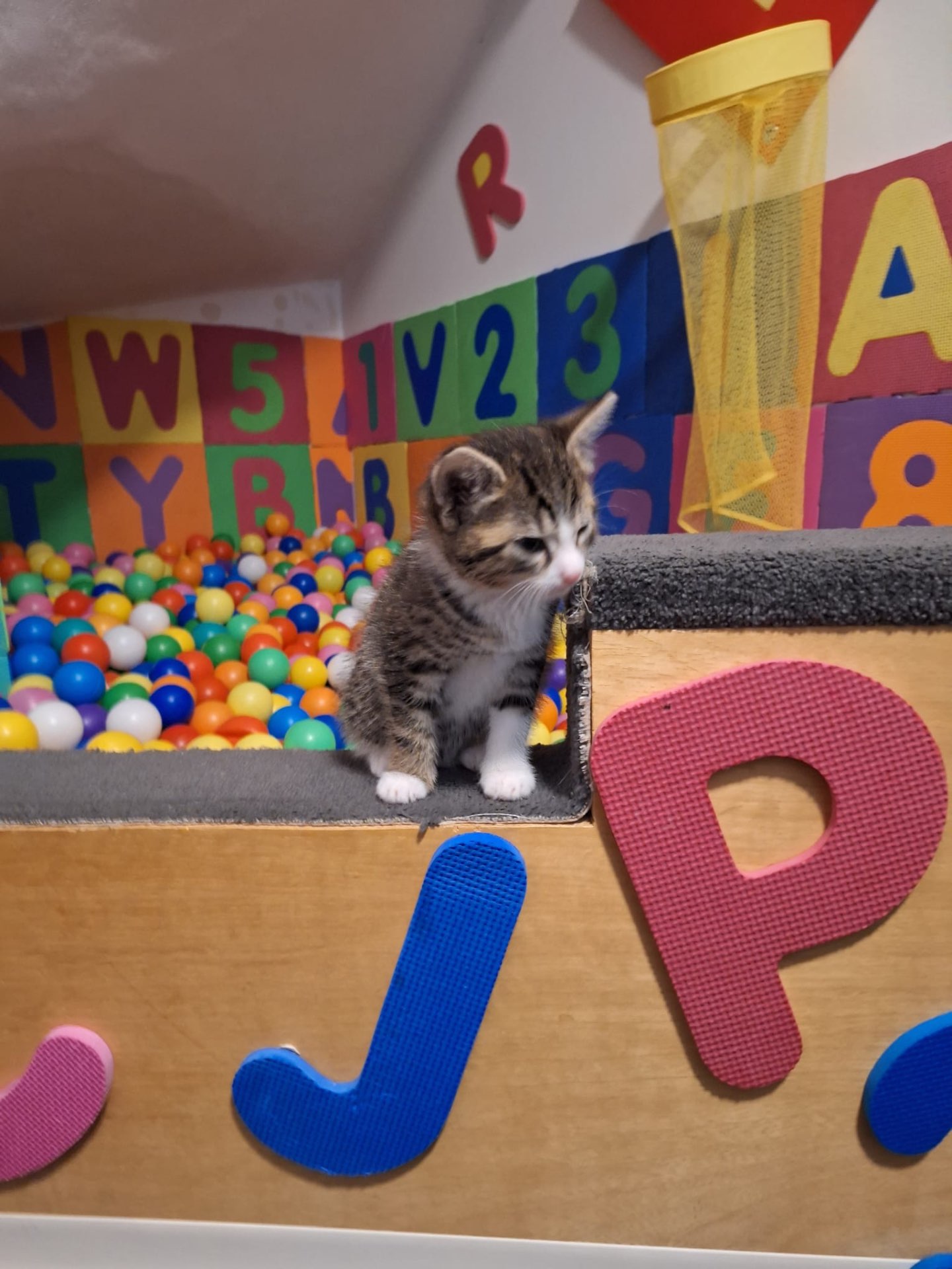Kater Sammy sitzt am Rand des Bällebads