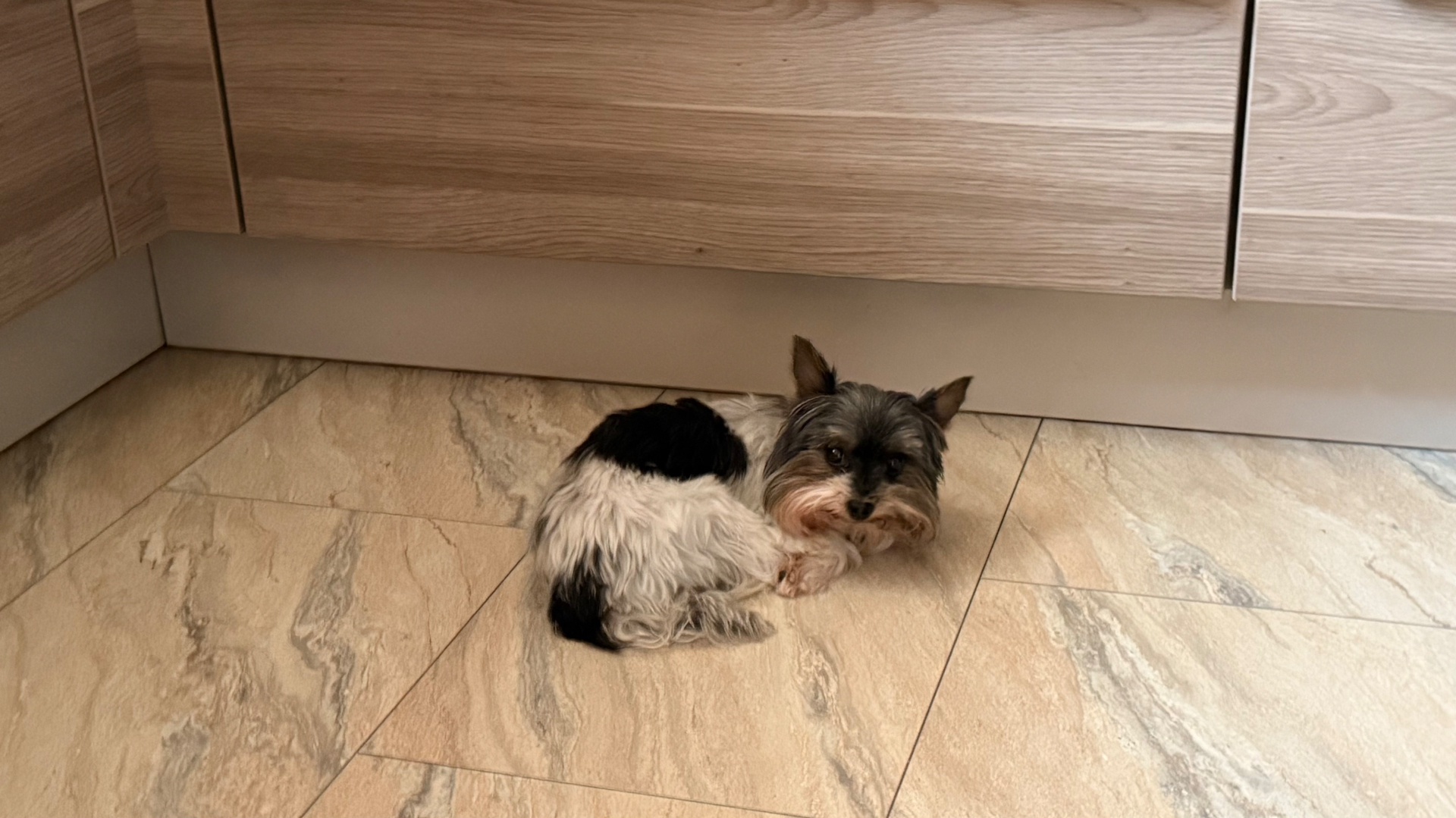 Der kleine Besuchshund Jessy liegt entspannt am Boden