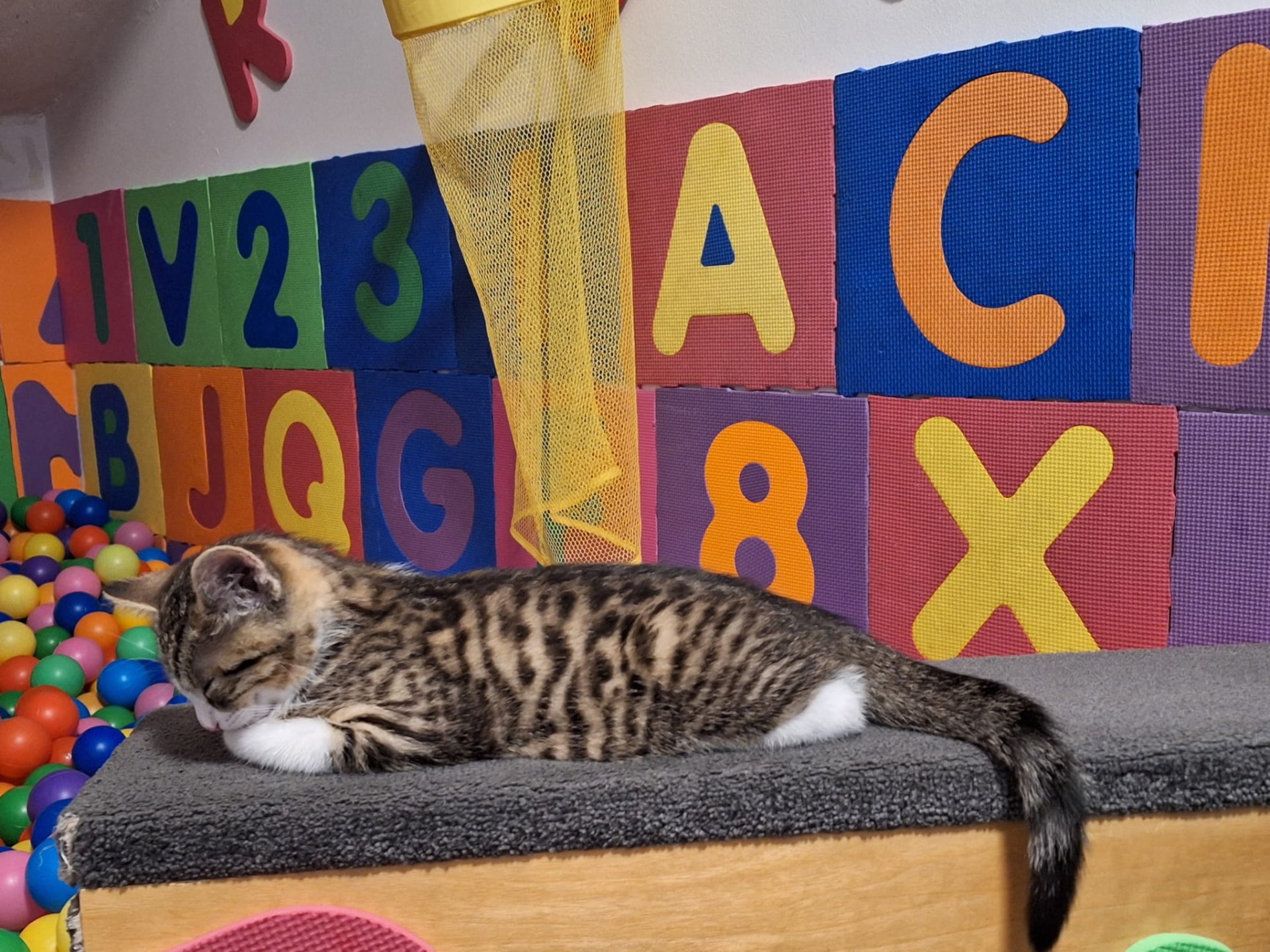 Kater Sammy schläft auf der Ablage am Bällebad